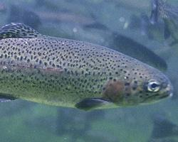 Foto: Rainbow trout