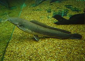 Foto: African sharptooth catfish