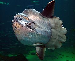 Foto: Ocean sunfish