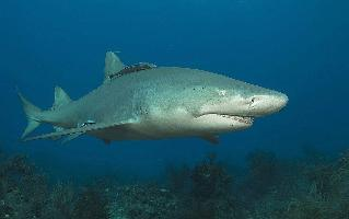 Foto: Lemon shark