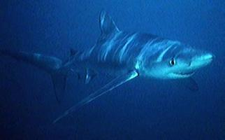 Foto: Blue shark
