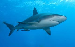 Foto: Caribbean reef shark