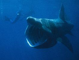 Foto: Basking shark