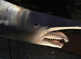 Foto: Goblin shark