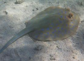 Foto: Bluespotted ribbontail ray