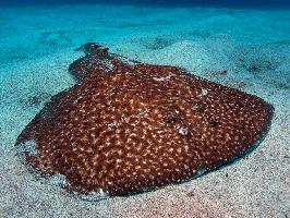 Foto: Marbled electric ray