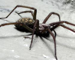 Foto: Giant house spider