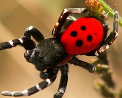 Foto: Ladybird spider