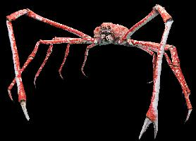 Foto: Japanese spider crab