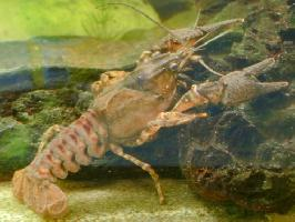 Foto: Spinycheek crayfish