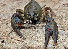 Foto: European crayfish