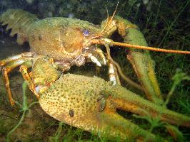 Foto: Danube crayfish