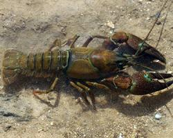 Foto: Signal crayfish