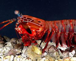 Foto: Peacock mantis shrimp