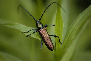 Foto: Musk beetle