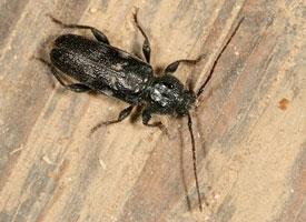 Foto: House longhorn beetle