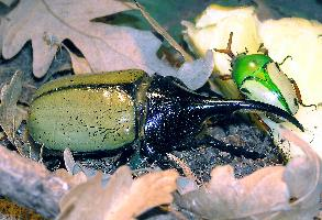 Foto: Hercules beetle