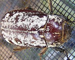 Foto: Cane beetle
