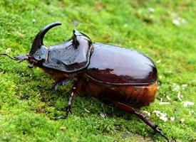 Foto: European rhinoceros beetle