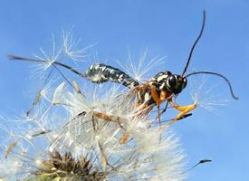 Foto: Sabre wasp