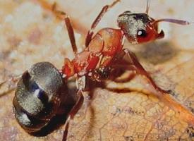 Foto: Red wood ant