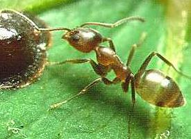 Foto: Argentine ant