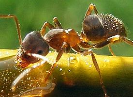 Foto: Black garden ant