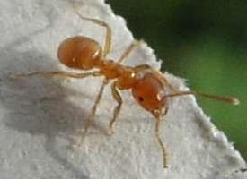 Foto: Yellow meadow ant