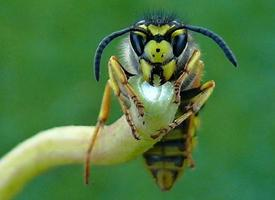 Foto: European hornet