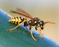 Foto: European paper wasp