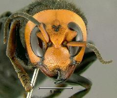 Foto: Asian giant hornet
