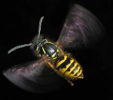 Foto: Common wasp