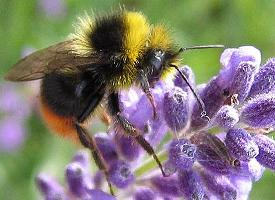 Foto: Early bumblebee