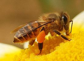 Foto: Eastern honey bee