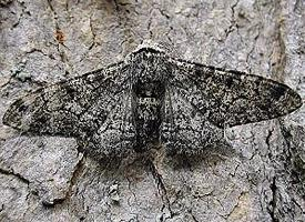 Foto: Peppered moth