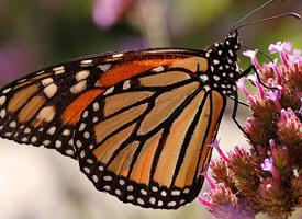 Foto: Monarch butterfly