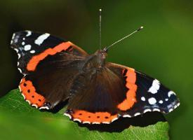 Foto: Red admiral