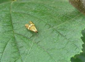 Foto: Longhorn moth