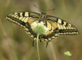 Foto: Old world swallowtail