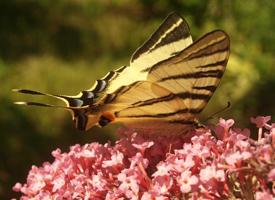Foto: Scarce swallowtail
