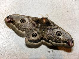 Foto: Small emperor moth