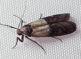 Foto: Indianmeal moth