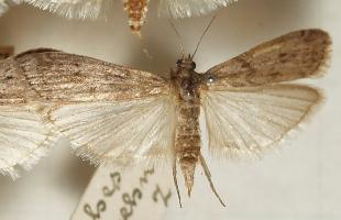 Foto: Mediterranean flour moth