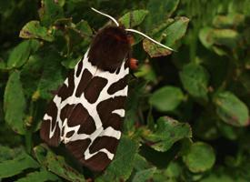 Foto: Garden tiger moth