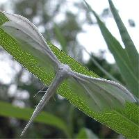 Foto: White plume moth
