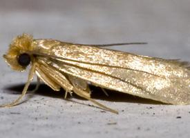 Foto: Common clothes moth