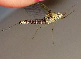 Foto: Common house mosquito