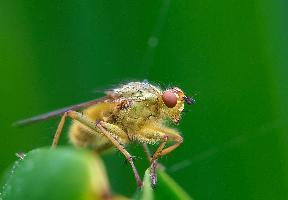 Foto: Yellow dung fly