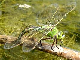 Foto: Emperor dragonfly