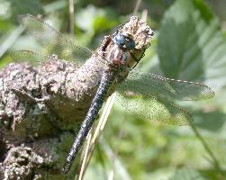 Foto: Hairy dragonfly